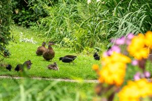 Grounds- click for photo gallery